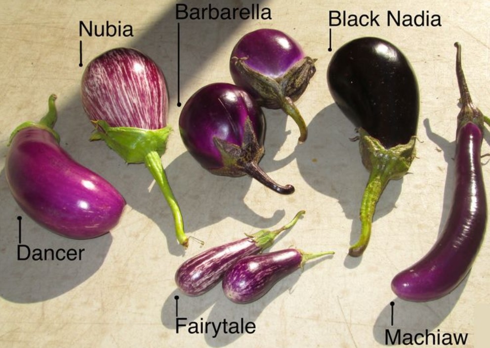 Black Nadia Eggplant